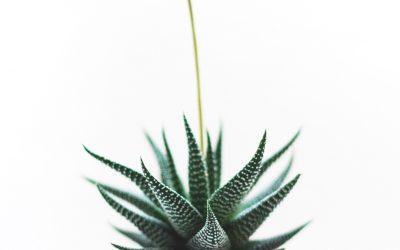 New Year’s Resolution Progress – Tips from Pleasanton Therapy 2 Thrive