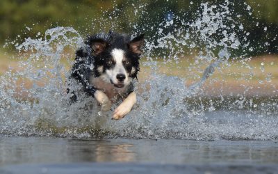 Chasing Happy